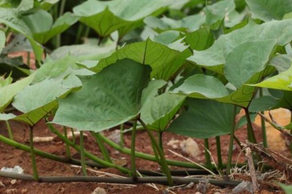 吃紅薯葉有什么好處？