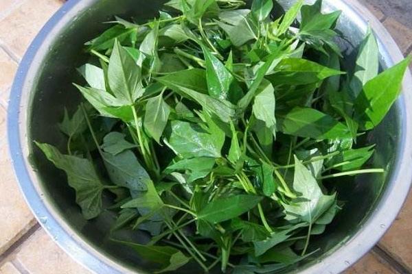 吃紅薯葉有什么好處？