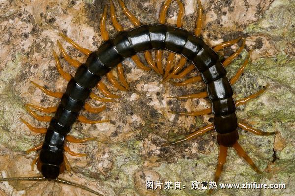 被蜈蚣咬了會死嗎？