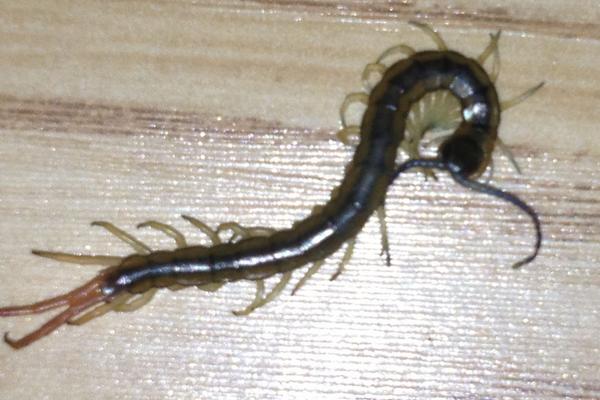 被蜈蚣咬了會死嗎?