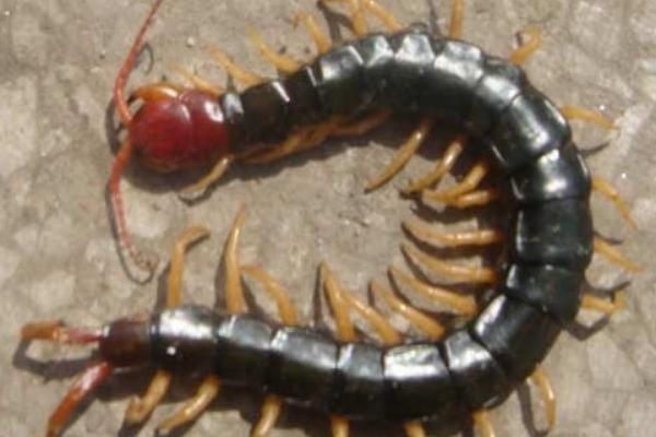 被蜈蚣咬了會死嗎?