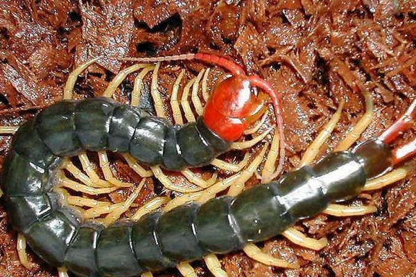 被蜈蚣咬了會死嗎?