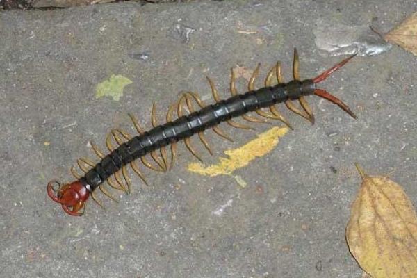 被蜈蚣咬了會死嗎?