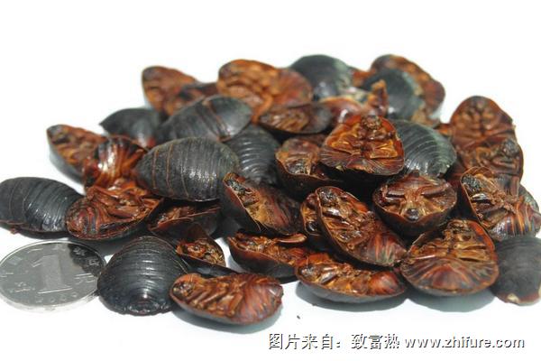 養殖土元效益如何？