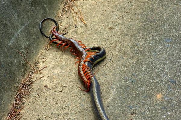 被蜈蚣咬了會死嗎?