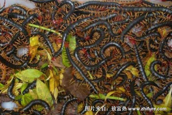 蜈蚣養殖前景如何？