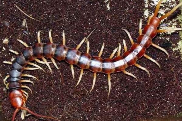蜈蚣養殖前景如何？-