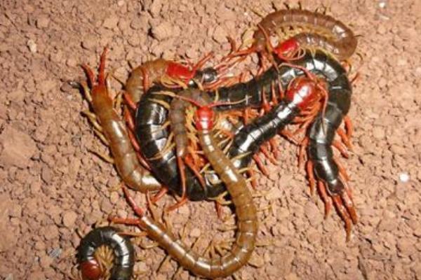 蜈蚣養殖前景如何？-
