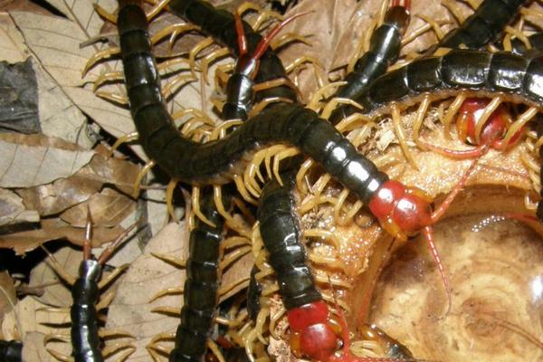蜈蚣養殖前景如何？-