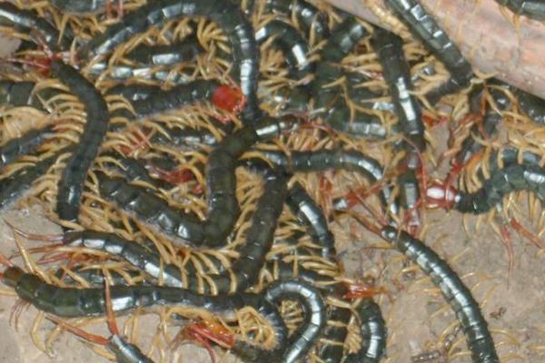 蜈蚣養殖前景如何？-