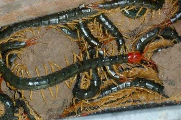 蜈蚣養殖前景如何？-