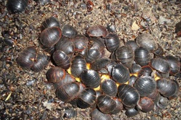 科學土元養殖技術