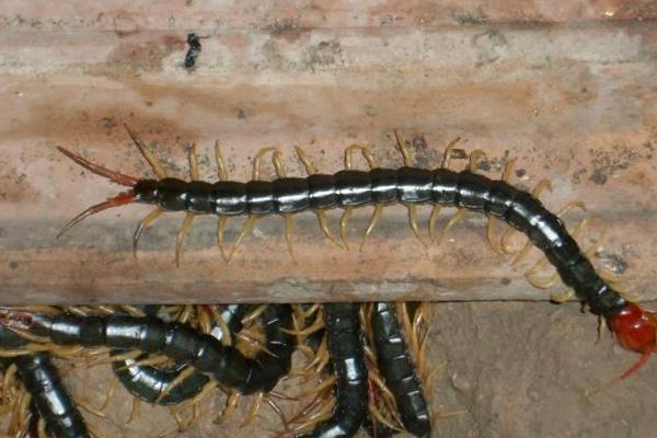 蜈蚣養殖前景如何？-
