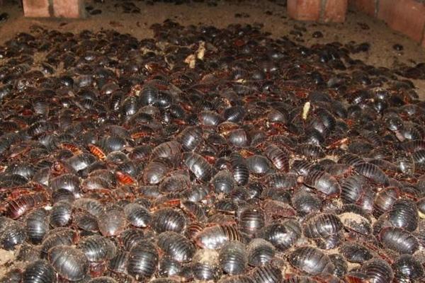 科學土元養殖技術