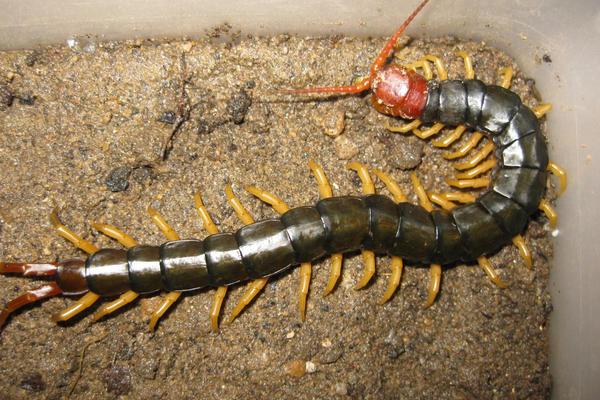 蜈蚣養殖前景如何？-