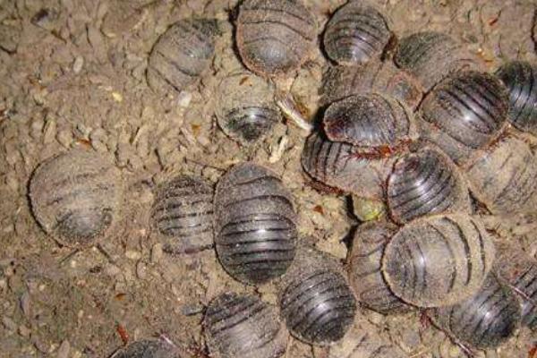 科學土元養殖技術