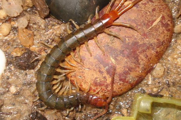 蜈蚣養殖前景如何？-