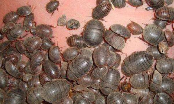 科學土元養殖技術