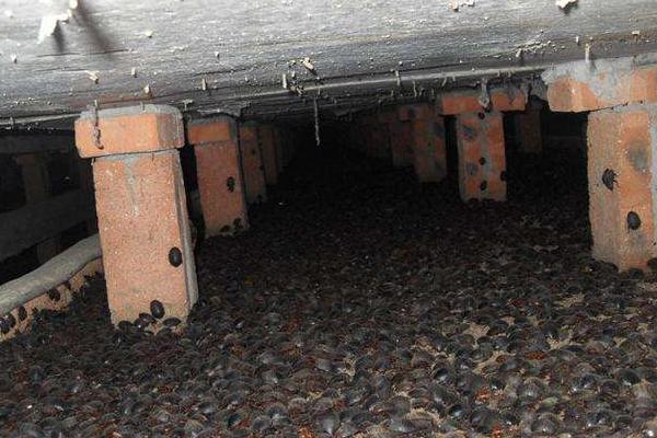 科學土元養殖技術