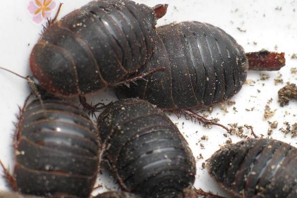 科學土元養殖技術