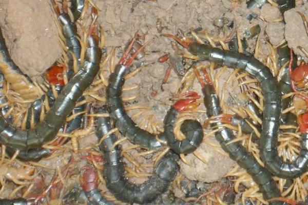蜈蚣養殖前景如何？-