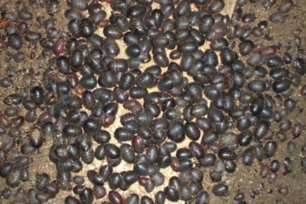 科學土元養殖技術