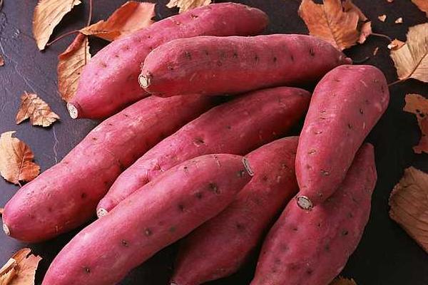 煮紅薯要多長時間?