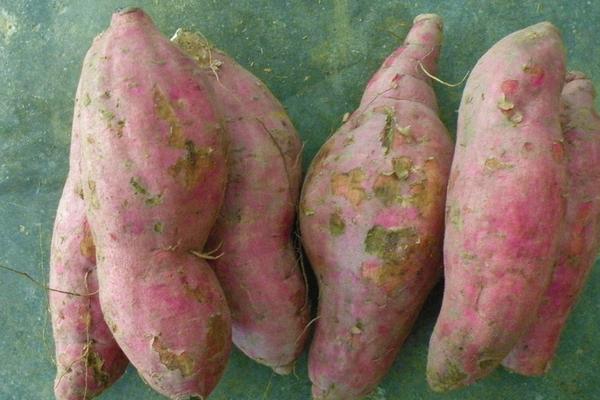 煮紅薯要多長時間?