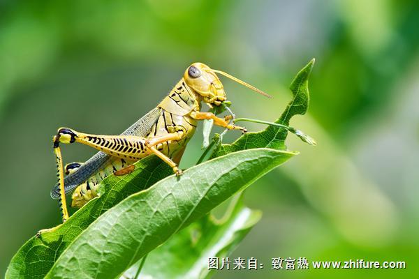 蝗蟲圖片大全