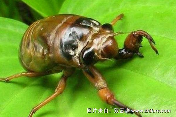 吃金蟬過(guò)敏怎么辦？