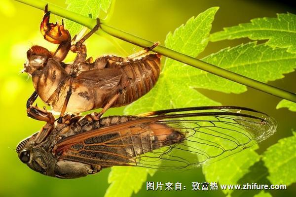 吃金蟬有什么好處？