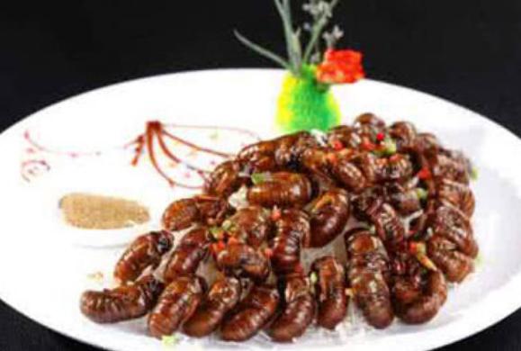 吃金蟬有什么好處？