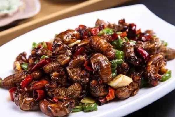 吃金蟬有什么好處？