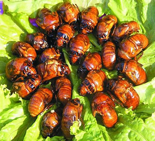 吃金蟬有什么好處？