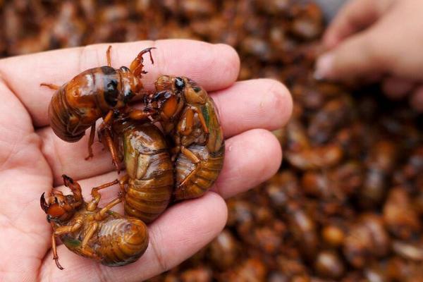 吃金蟬有什么好處？