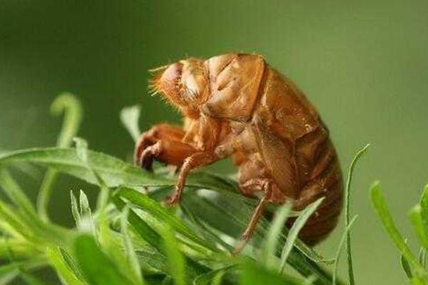 吃金蟬有什么好處？