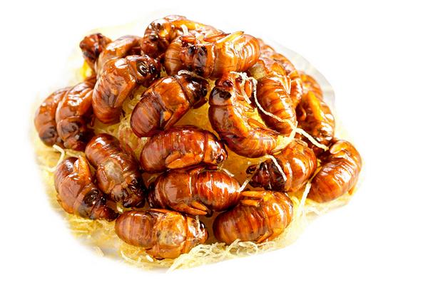 吃金蟬有什么好處？