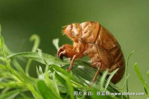 金蟬大棚養殖技術