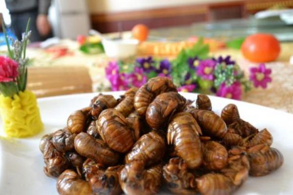 金蟬的功效與作用及禁忌