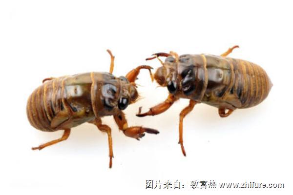 金蟬的功效與作用及禁忌