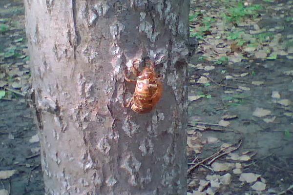 金蟬的功效與作用及禁忌