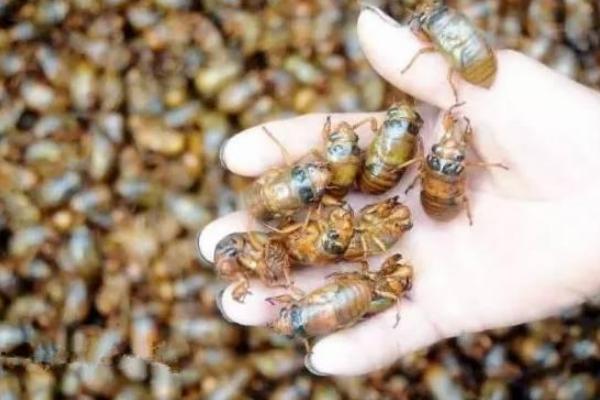 金蟬的功效與作用及禁忌