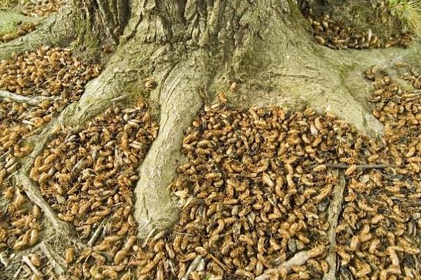 金蟬的功效與作用及禁忌