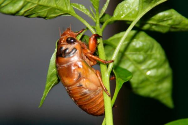 金蟬的功效與作用及禁忌