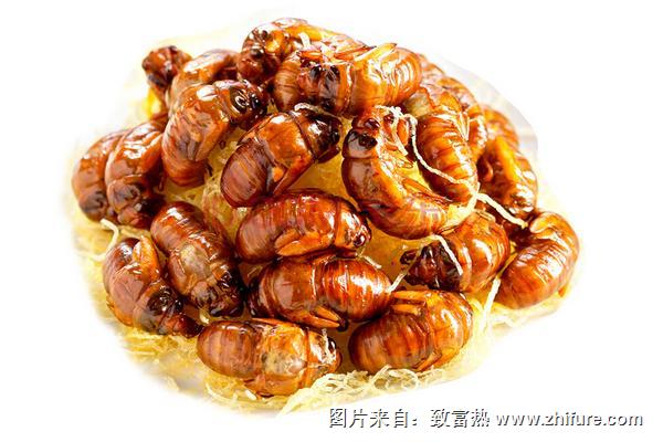 金蟬的營養價值高嗎？