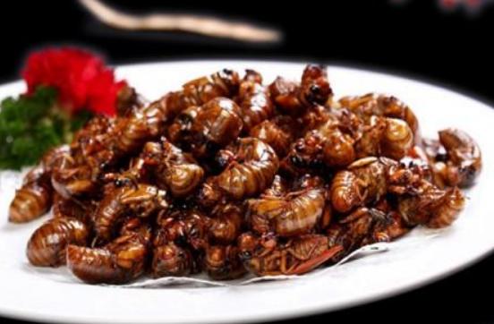 金蟬的營養價值高嗎?