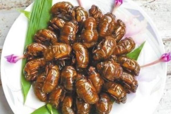 金蟬的營養價值高嗎?