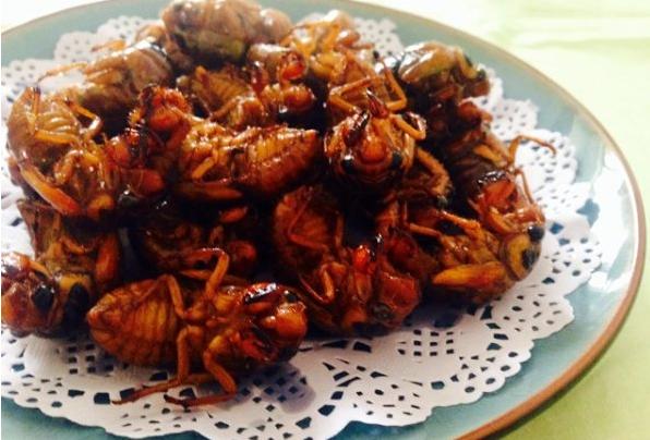 金蟬的營養價值高嗎?