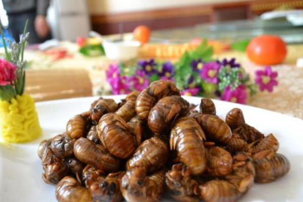 金蟬的營養價值高嗎?