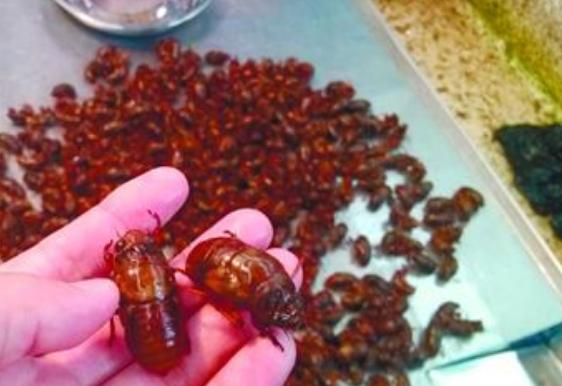 金蟬的營養價值高嗎?